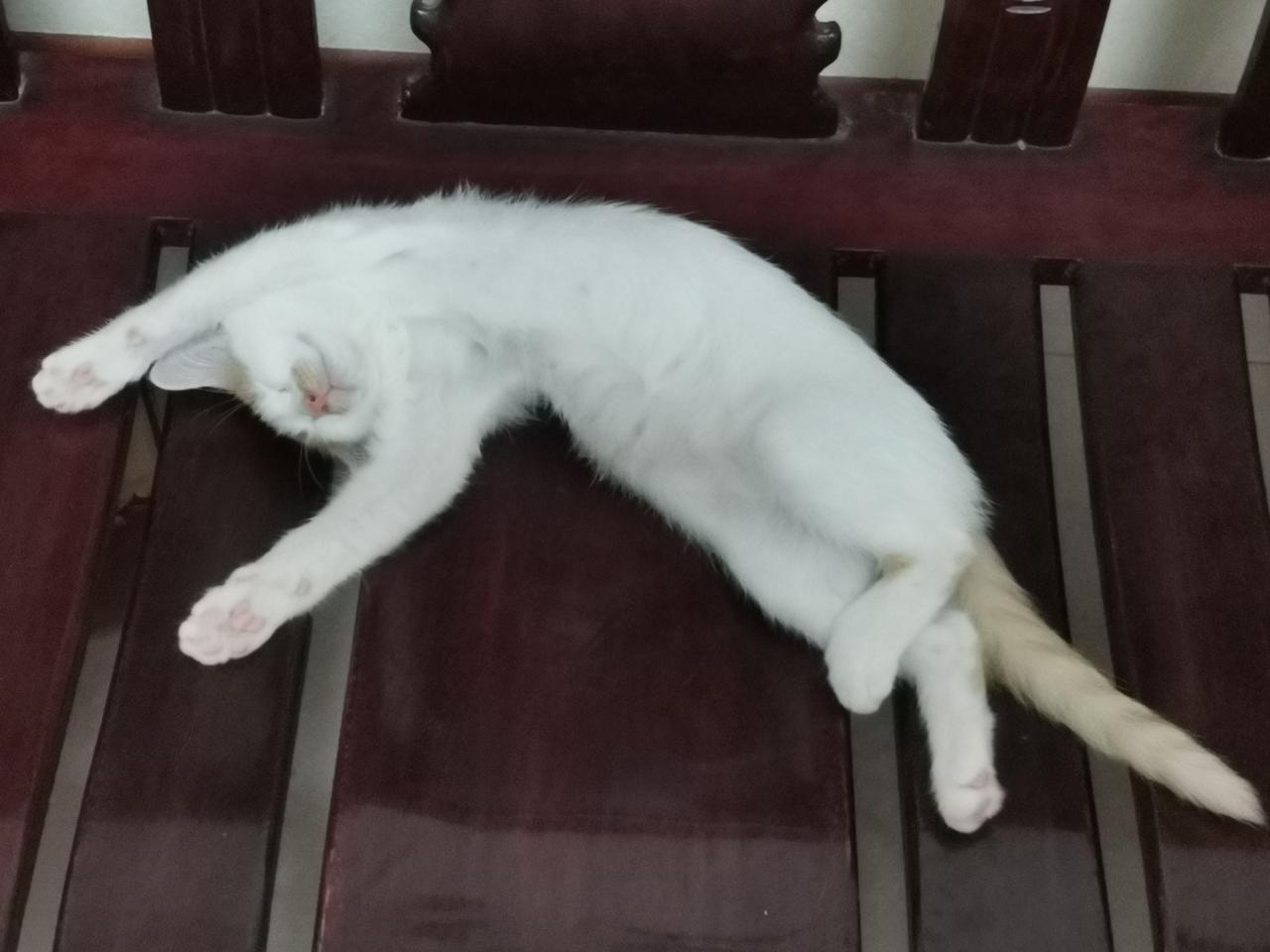 现在养了小猫包子彻底没有底线了

以前我对养猫养狗排斥得很，现在儿子养了猫以后，