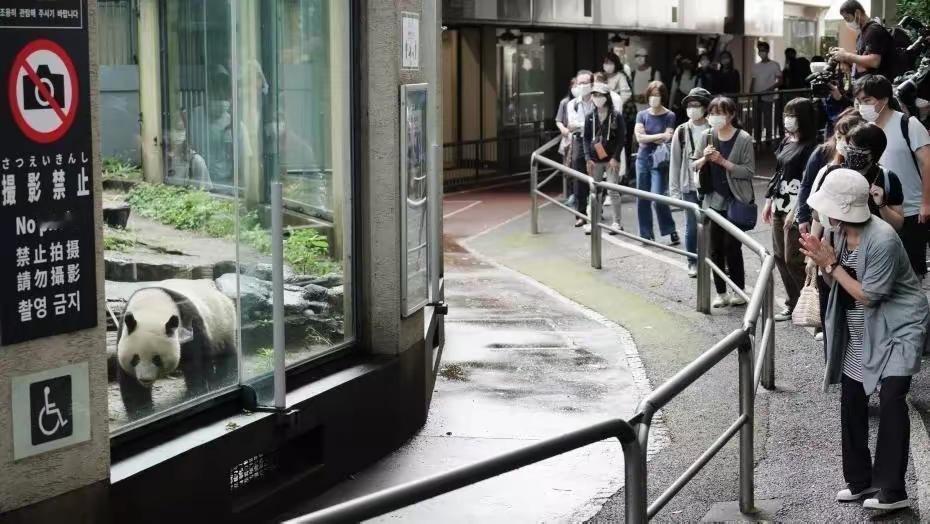 1. 日媒：因高市早苗涉台言论 日本可能再也看不到大熊猫了：上野动物园双胞胎大熊