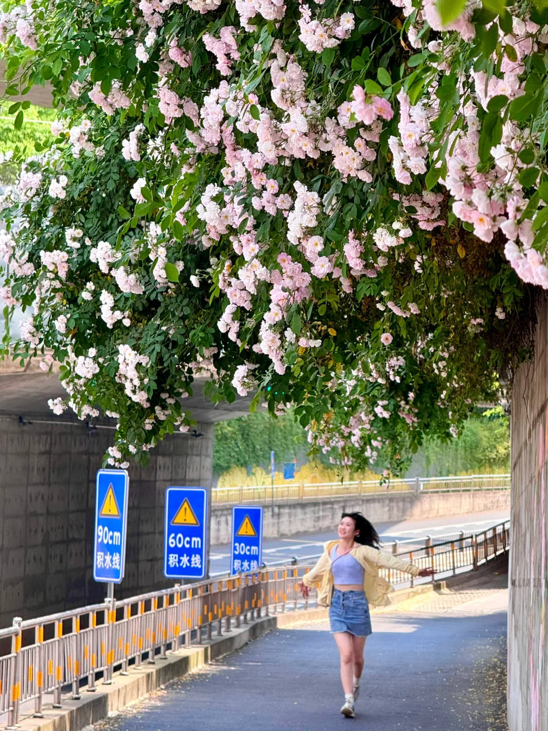 成都市区！！4.20实拍！！蔷薇花墙太美啦……