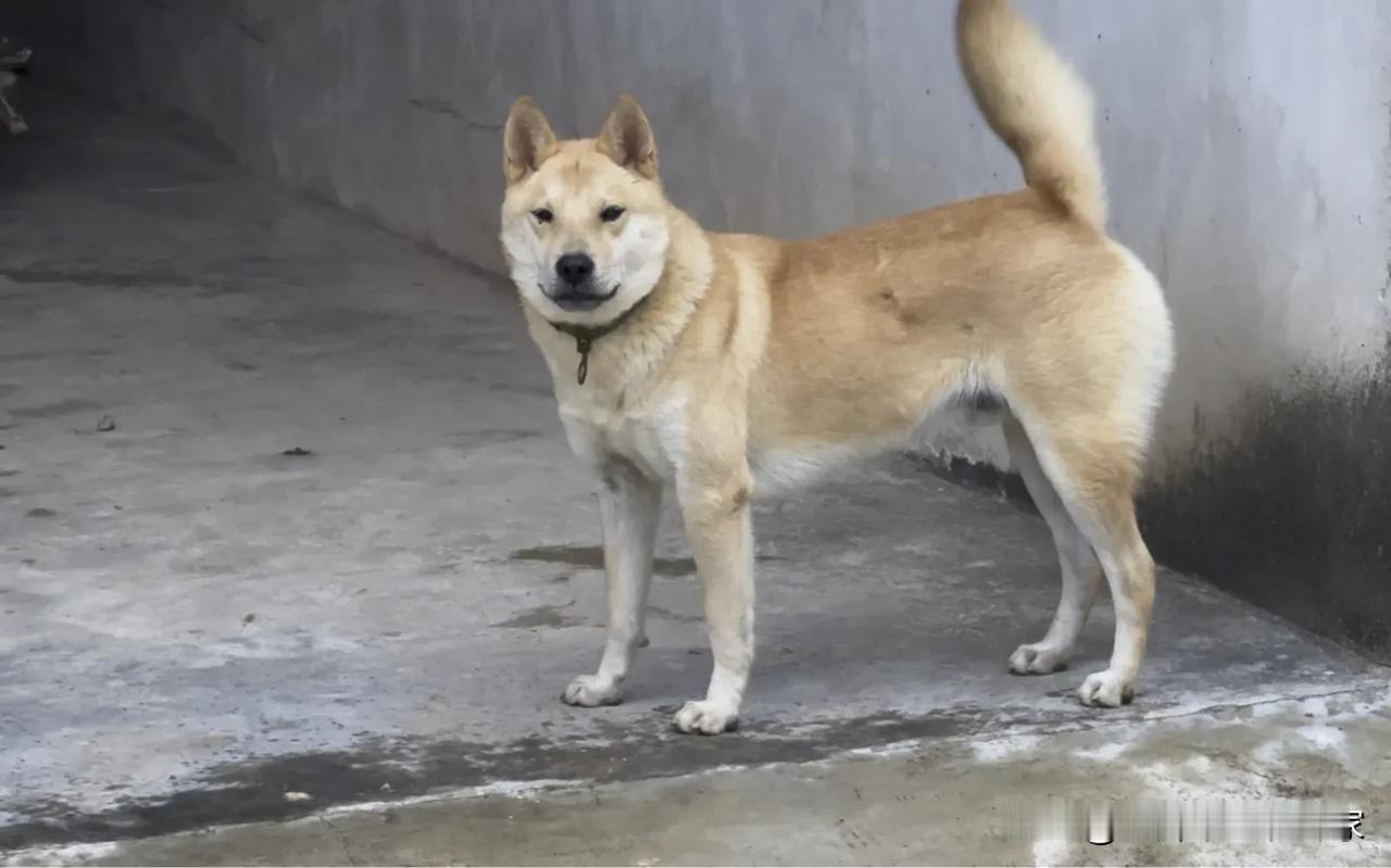 中华田园犬，俗称大黄小黄。
翘尾巴立耳朵
成群结队转山坡
呲牙咧嘴吠声大
看家护