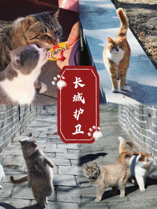 养猫爱猫的看这里😼慕田峪的猫猫喊你来送饭