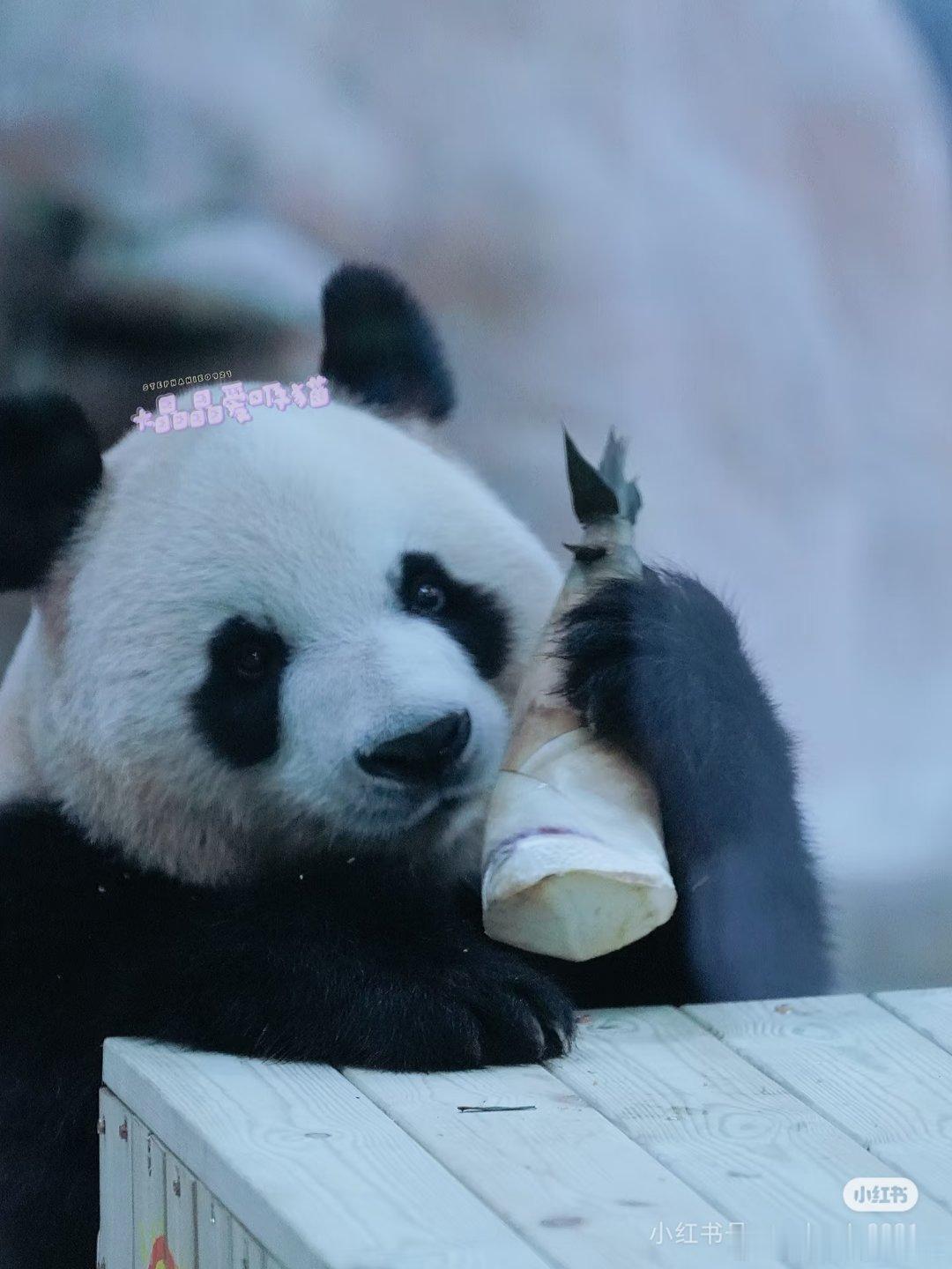张信哲认养的大熊猫女儿冰晶最近去了临沂动物园出差，等阿哲去看它哦，冰晶长得白白胖