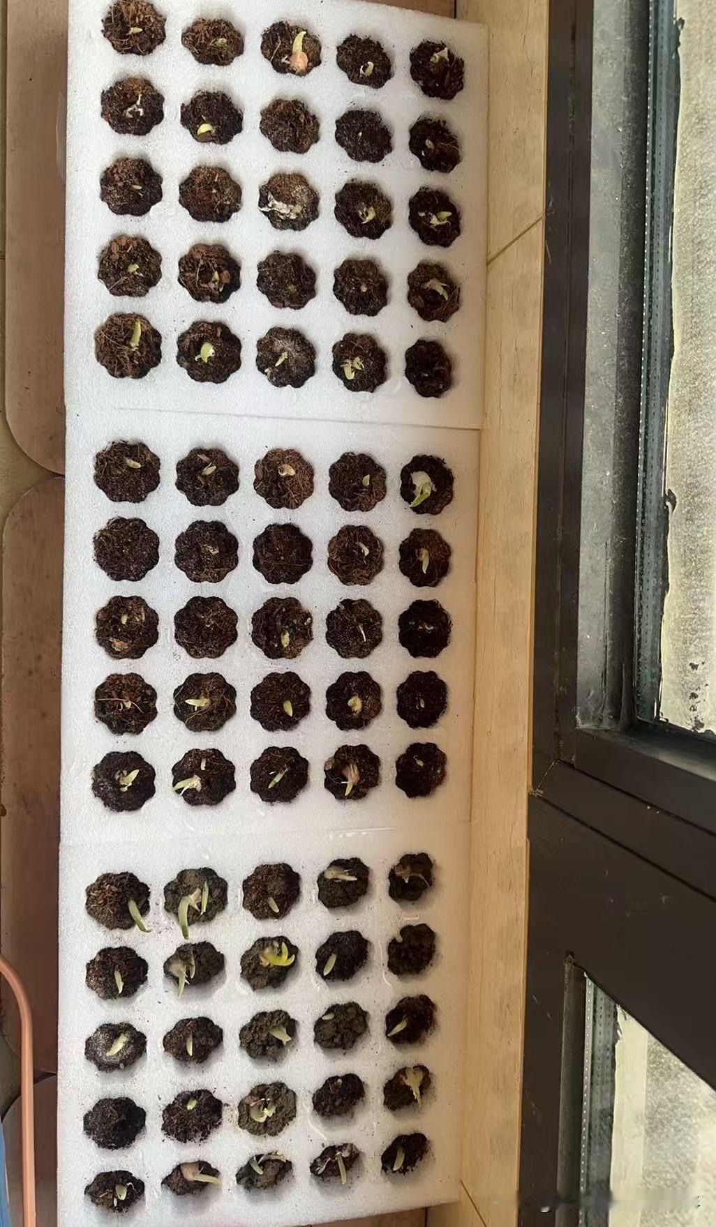 每次去菜市场买菜，总爱跟菜贩要一把小葱。回来做菜、做汤时，随手撒上一把翠绿的葱花