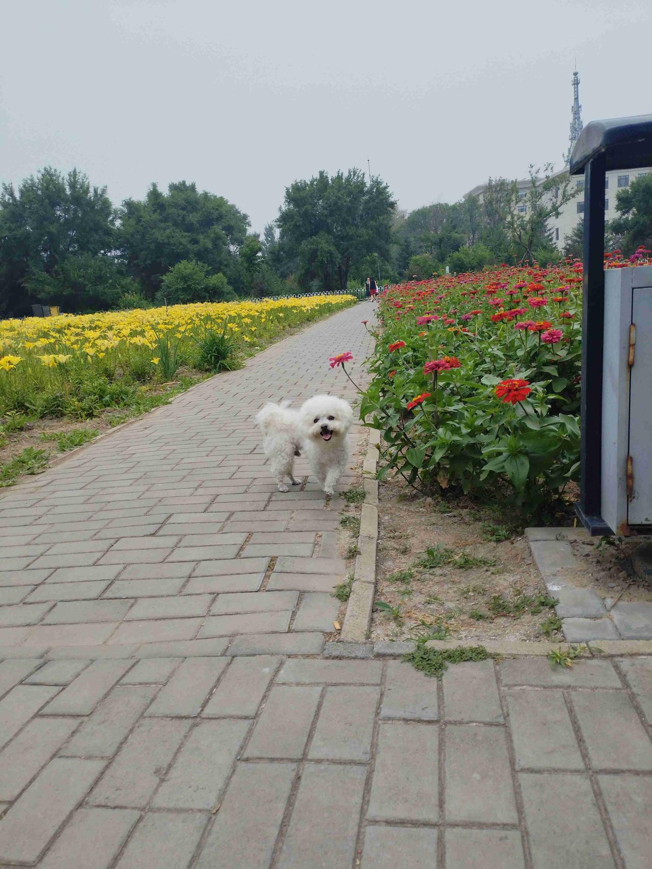 我的今日状态：😁轻松愉快
我这里的天气：☀️晴天
这里是黑龙江省肇东市南湖公园