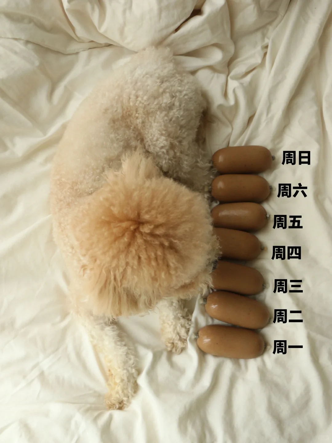 自从买了这款狗粮，小狗每天数着指头过日子