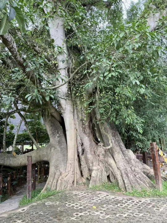 抬头看🌳
