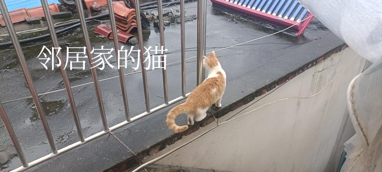 雨停了，去屋顶收拾卫生，放猫粮和干净水，意外发现邻居家的小橘白猫也终于爬到屋顶上