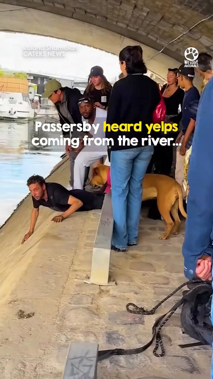 Strangers come together to save dog from