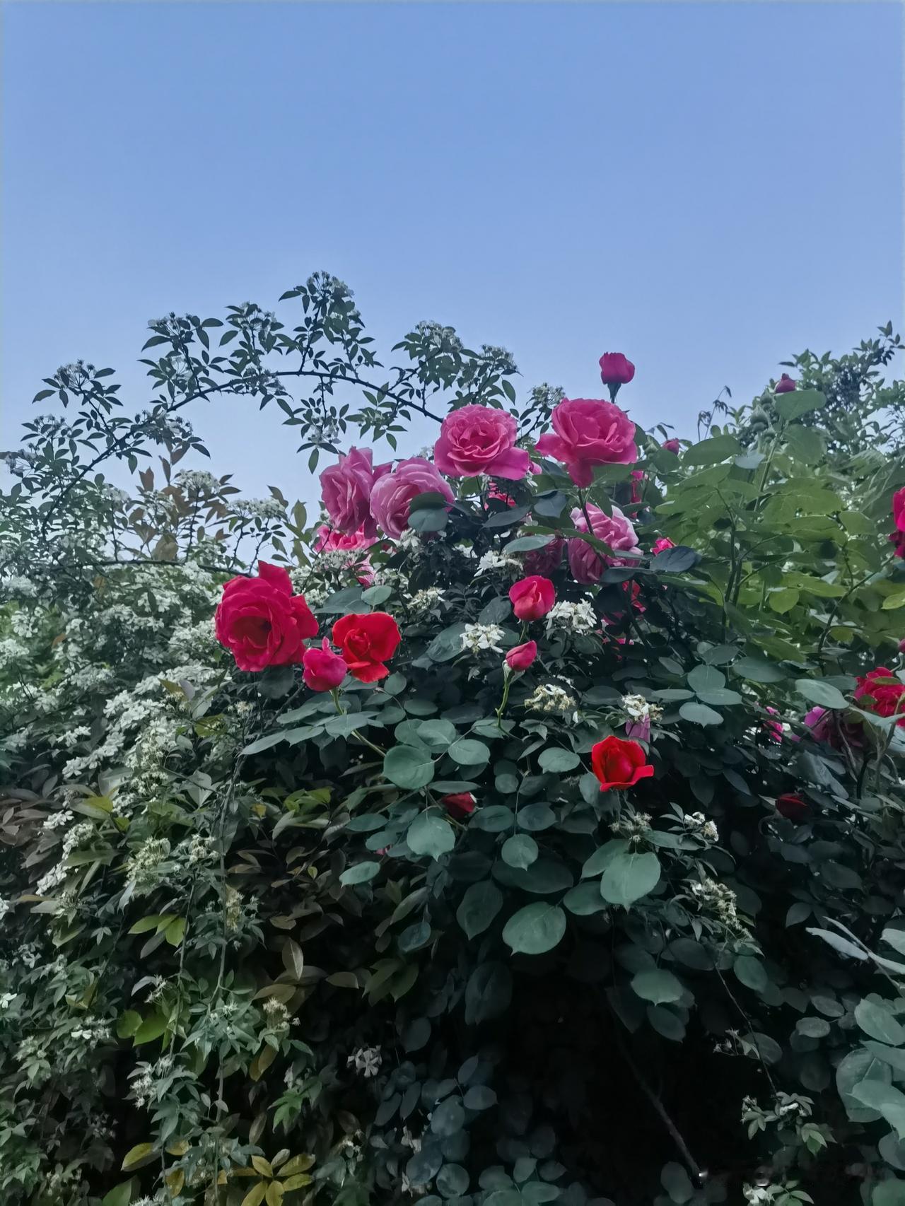 今年春天最想实现的心愿春天的微风吹拂，带着春的祝福，凝聚春的期盼，放飞春的畅想，