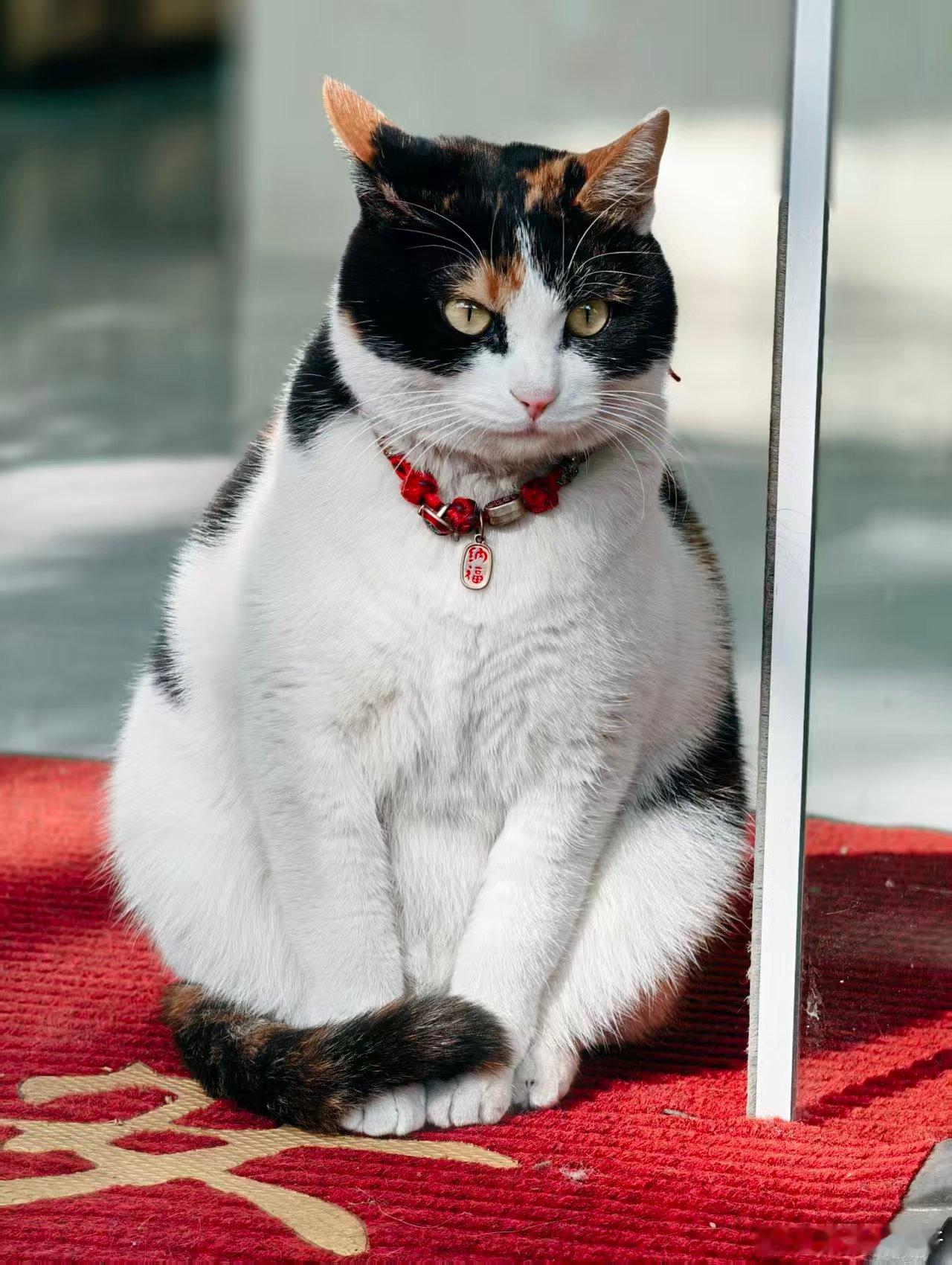 真招财啊日常吸猫猫咪日常 湖州·莫干山镇民国风情街