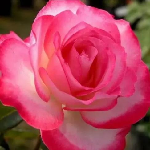 赏花观景：
姹紫嫣红月季花