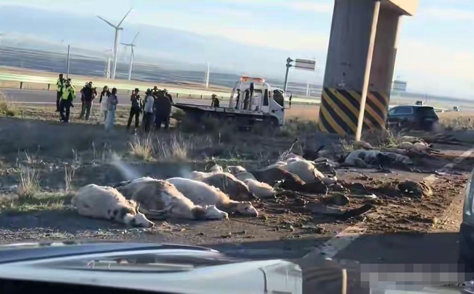 离谱！轿车失控撞死54只羊，定损9.9万保险公司只赔一半，法院判决太解气
 
湖