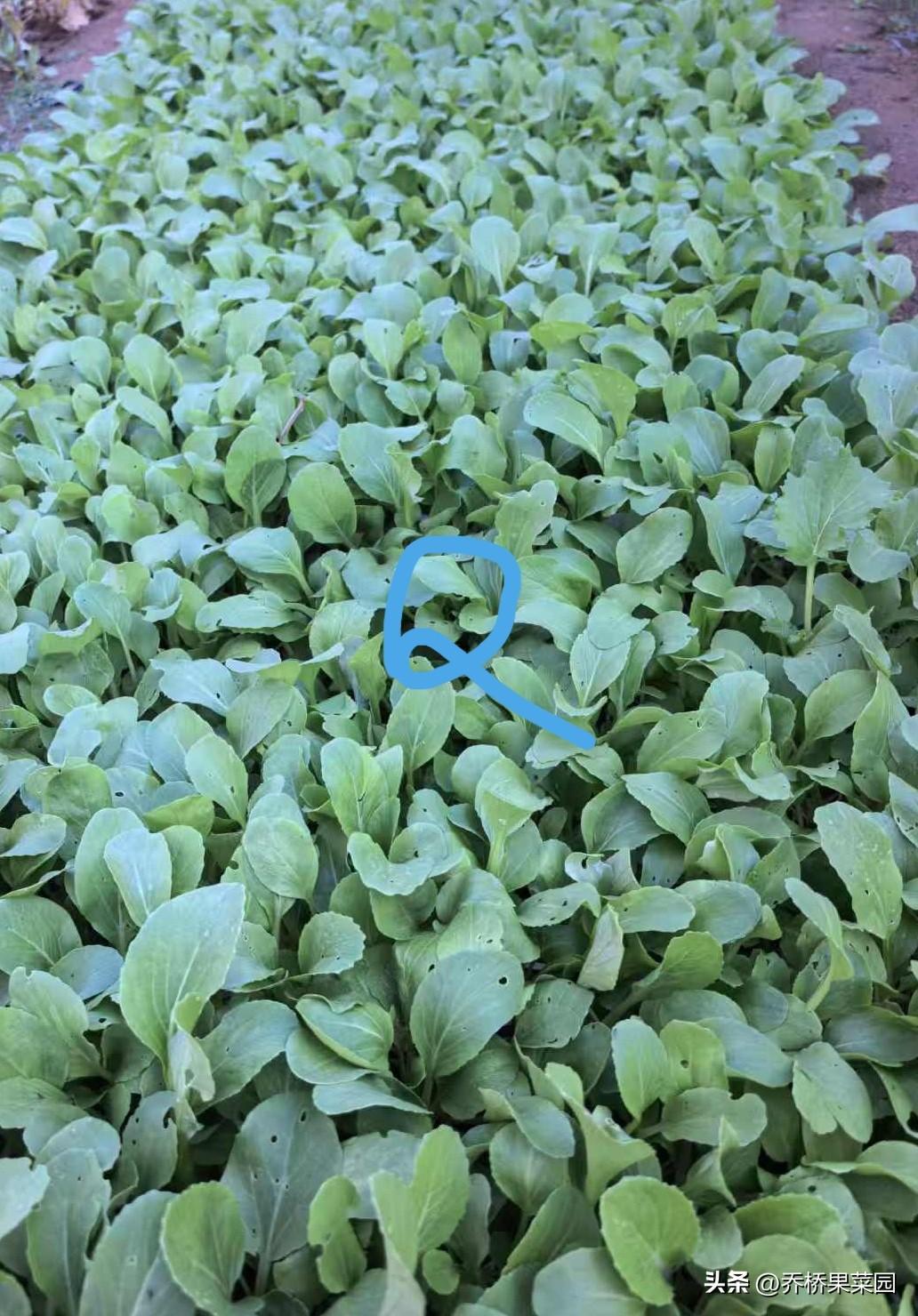 还有6天霜降交节。

寒露节气的乔桥果菜园，郁郁葱葱，美不胜收。

文末第三幅图