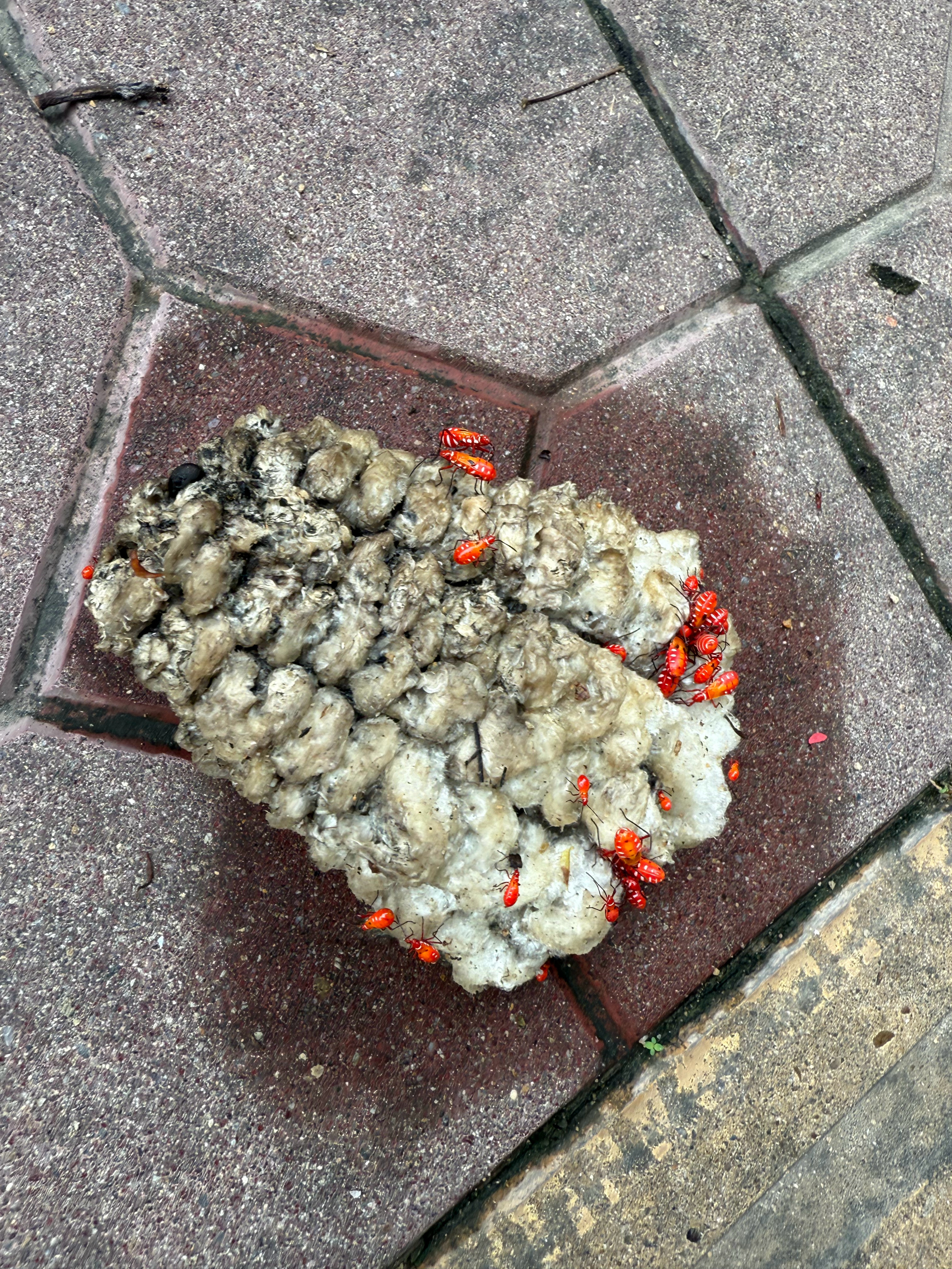 马路边发现一坨拳头大像棉花的东西，细看一堆红色的虫子，什么品种，有点瘆人[裂开]