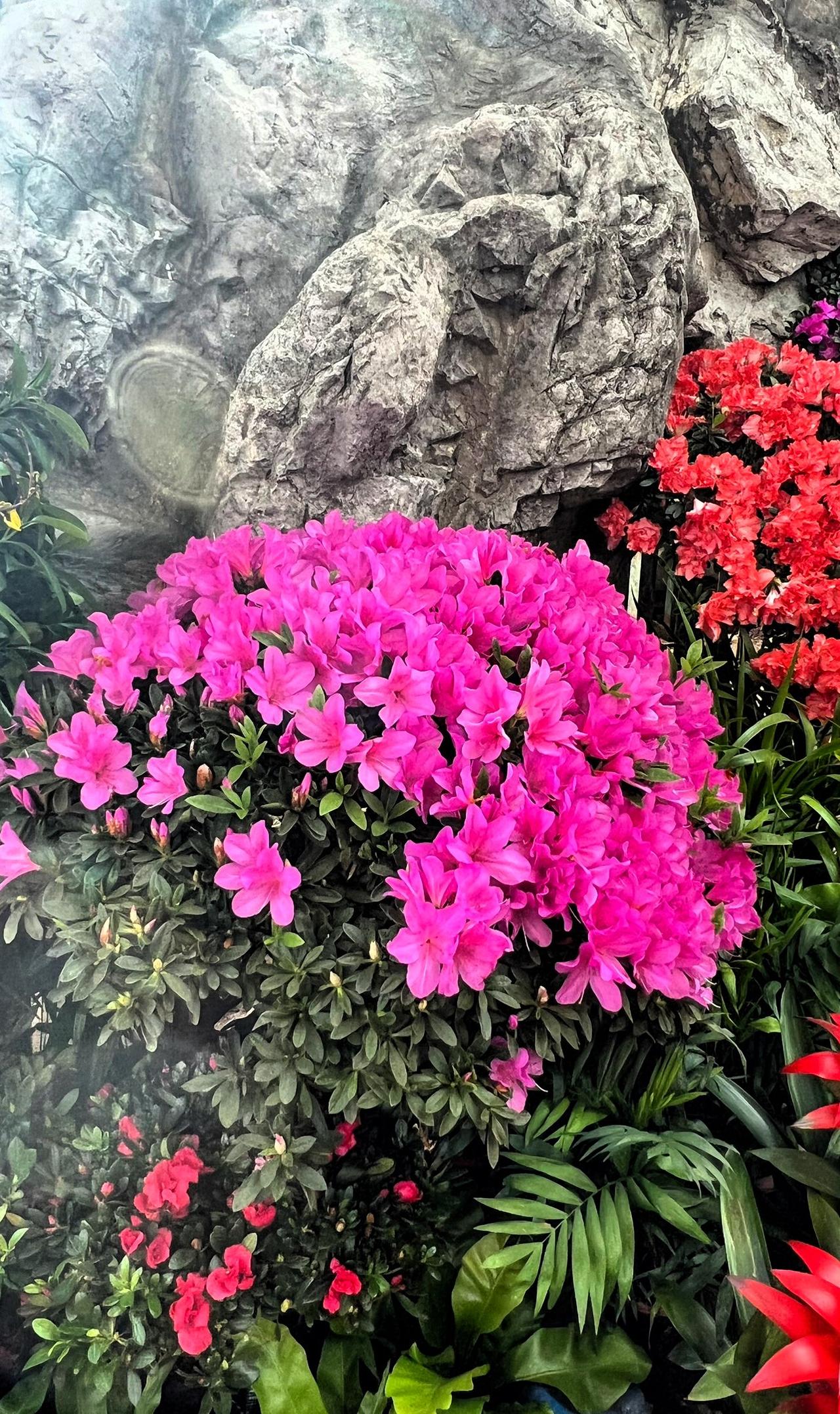 【原创】山花烂漫处，春意满人间。