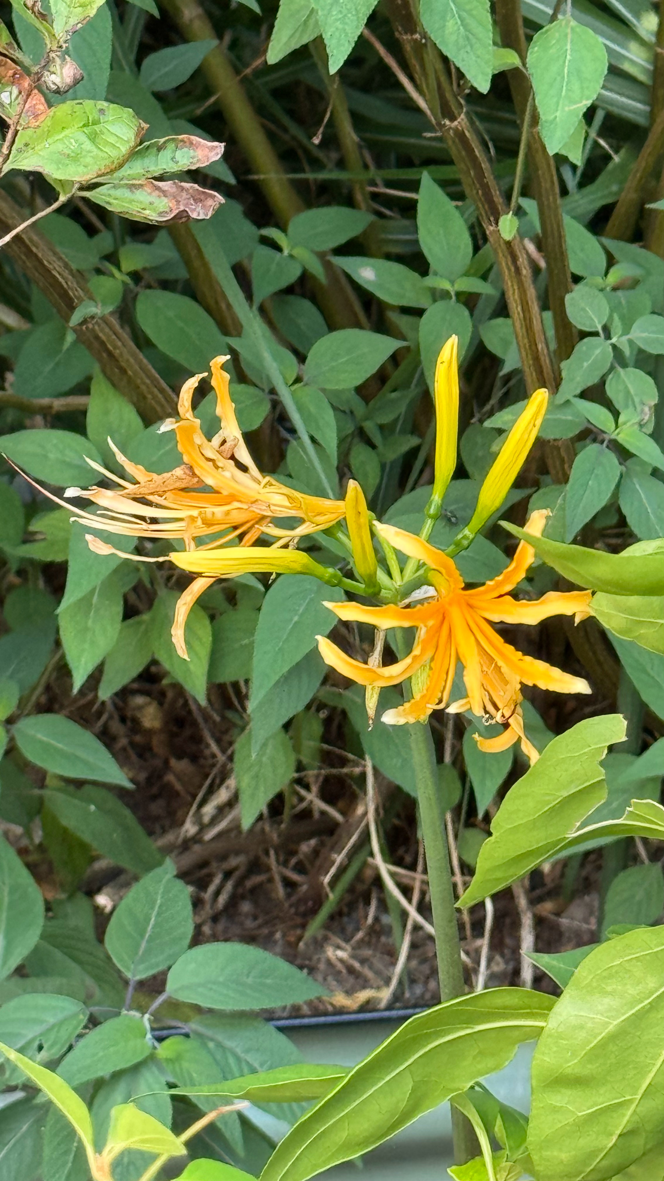 这么好看的花，怎么能就只开一季呢？每一季就几天[苦涩] ​​​