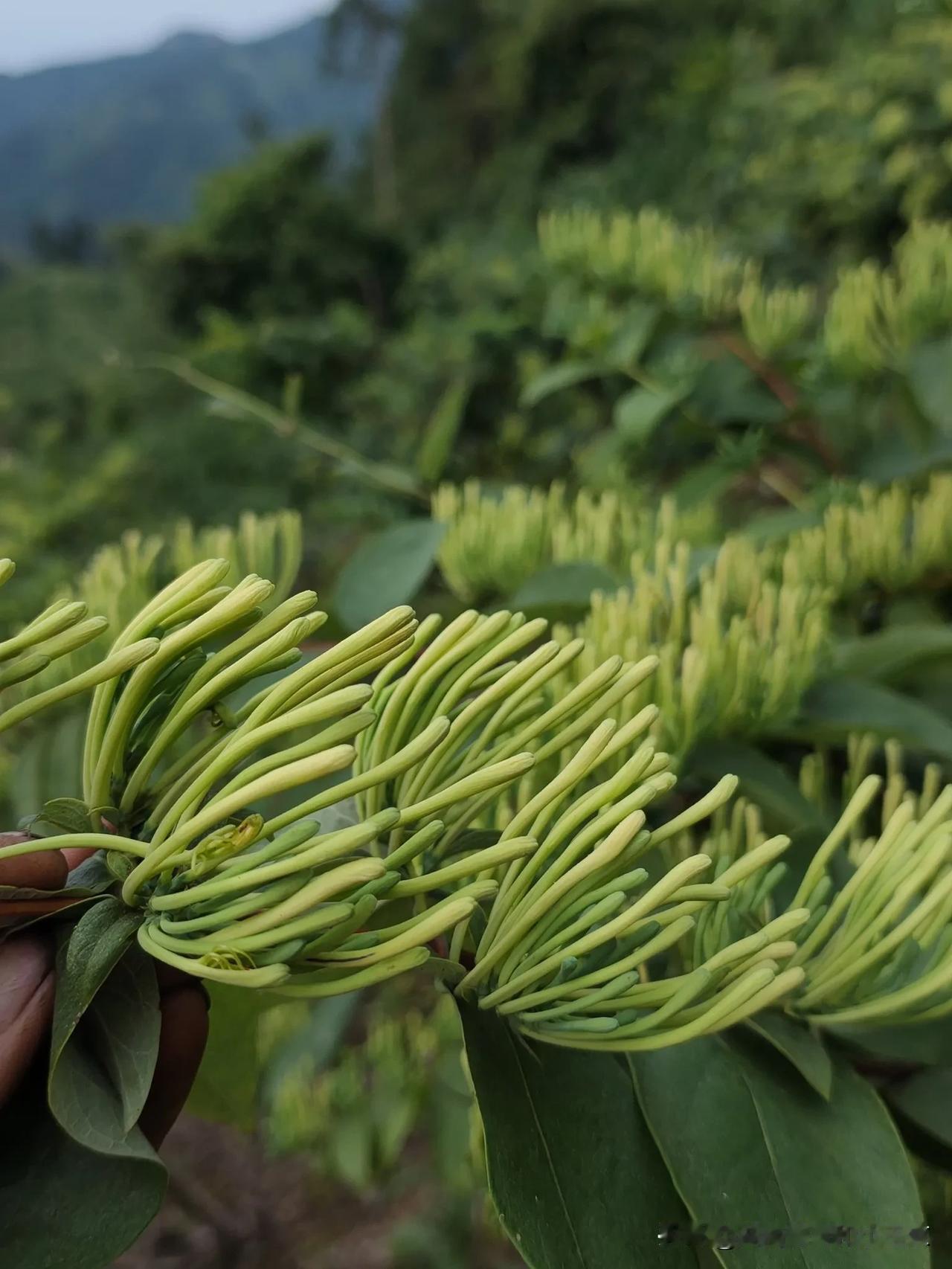 湖南高山金银花，又要产新，