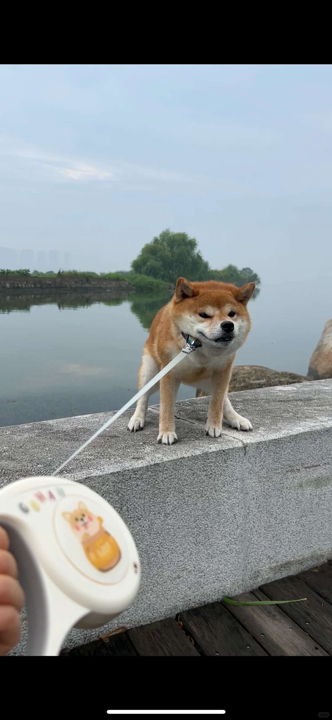 建议脾气不好的都去养柴犬