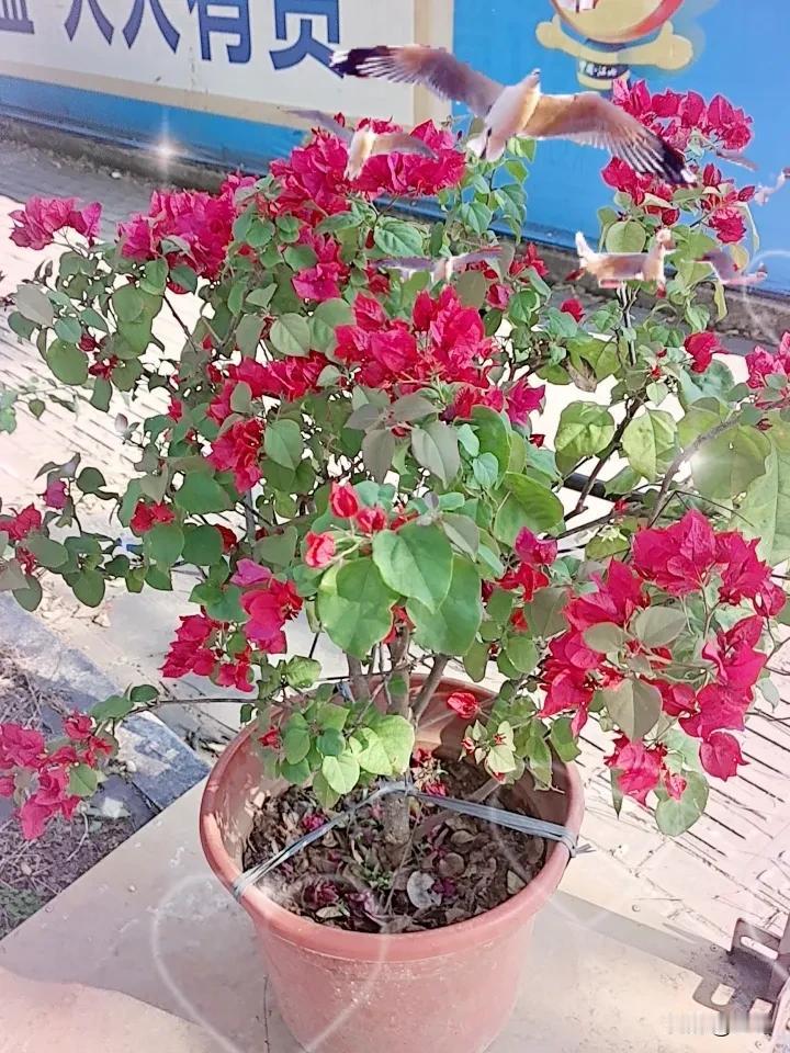 晒图笔记大赛这花这么样，叫什么花？大家说说它的名字吧