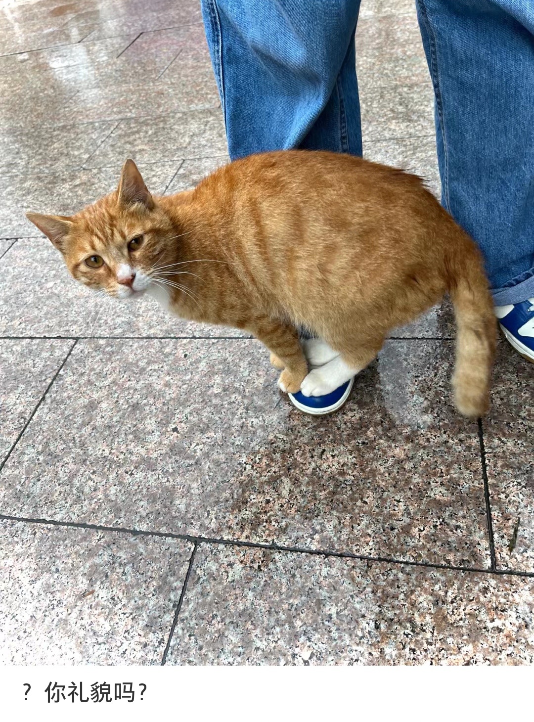 猫猫:你知道的，我的jiojio不能沾水～ ​​​
