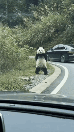 野外近距离偶遇野生大熊猫！[泣不成声]