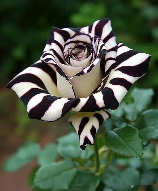 斑马玫瑰🌹