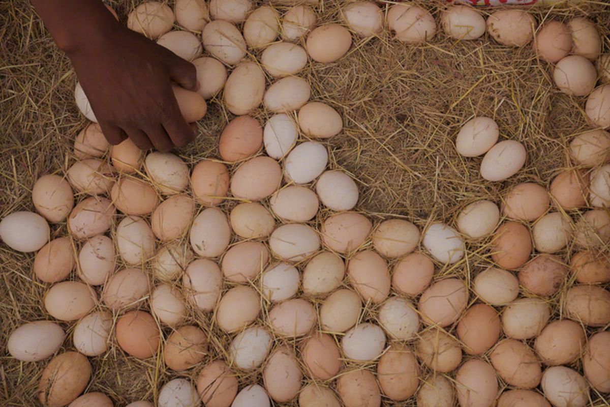 #日本禽流感致蛋价飙升#【禽流感疫情蔓延，#日本鸡蛋价格居高不下#】据时事社网站