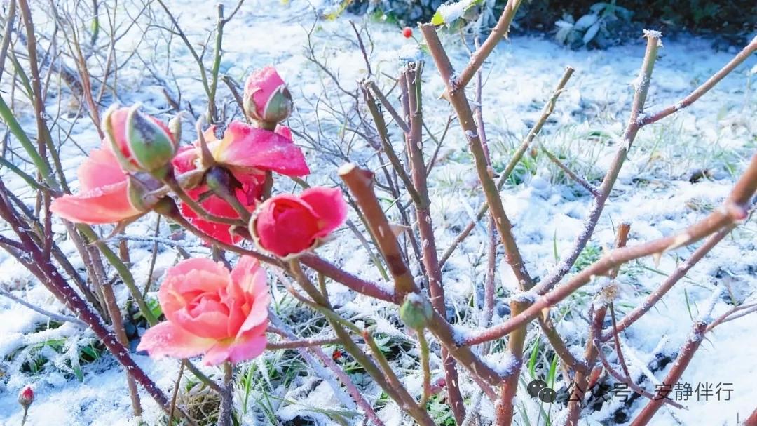 天净沙·雪中花
雪间独舞飘遥，
我心暂伴萧条。
刹那花容绽娇。
霜风难扰，
雪中