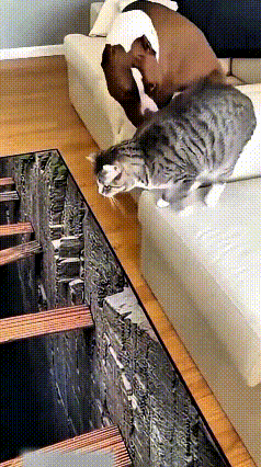 注意看这俩活宝，主人铺了个3D假地毯，看着跟大窟窿一样。狗子心眼可多，故意把猫咪