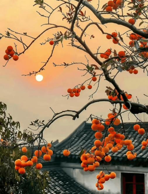 柿子好吃但可得讲究吃法，记住这几点准没错！

首先千万别空腹吃，不管是脆柿还是软