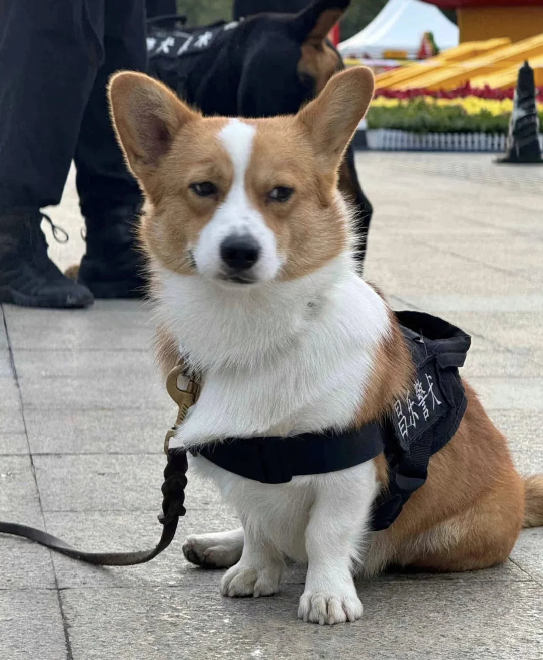 开心的样子各有千秋，牛马的班味千篇一律