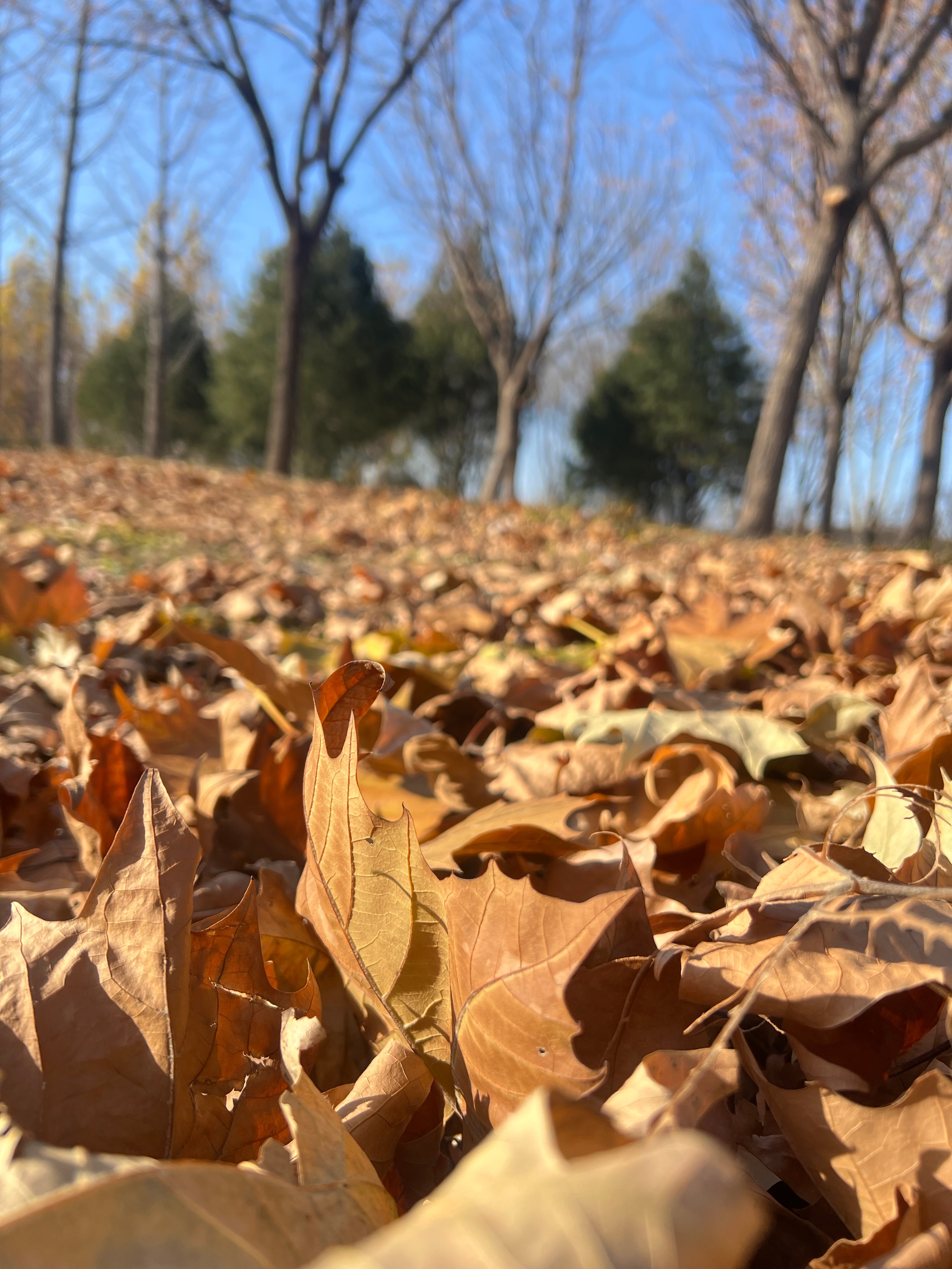 今天北风瑟瑟，带来的阵阵寒冷，犹如一场叙事宏大的告别。当树叶纷纷落下的时候，大地