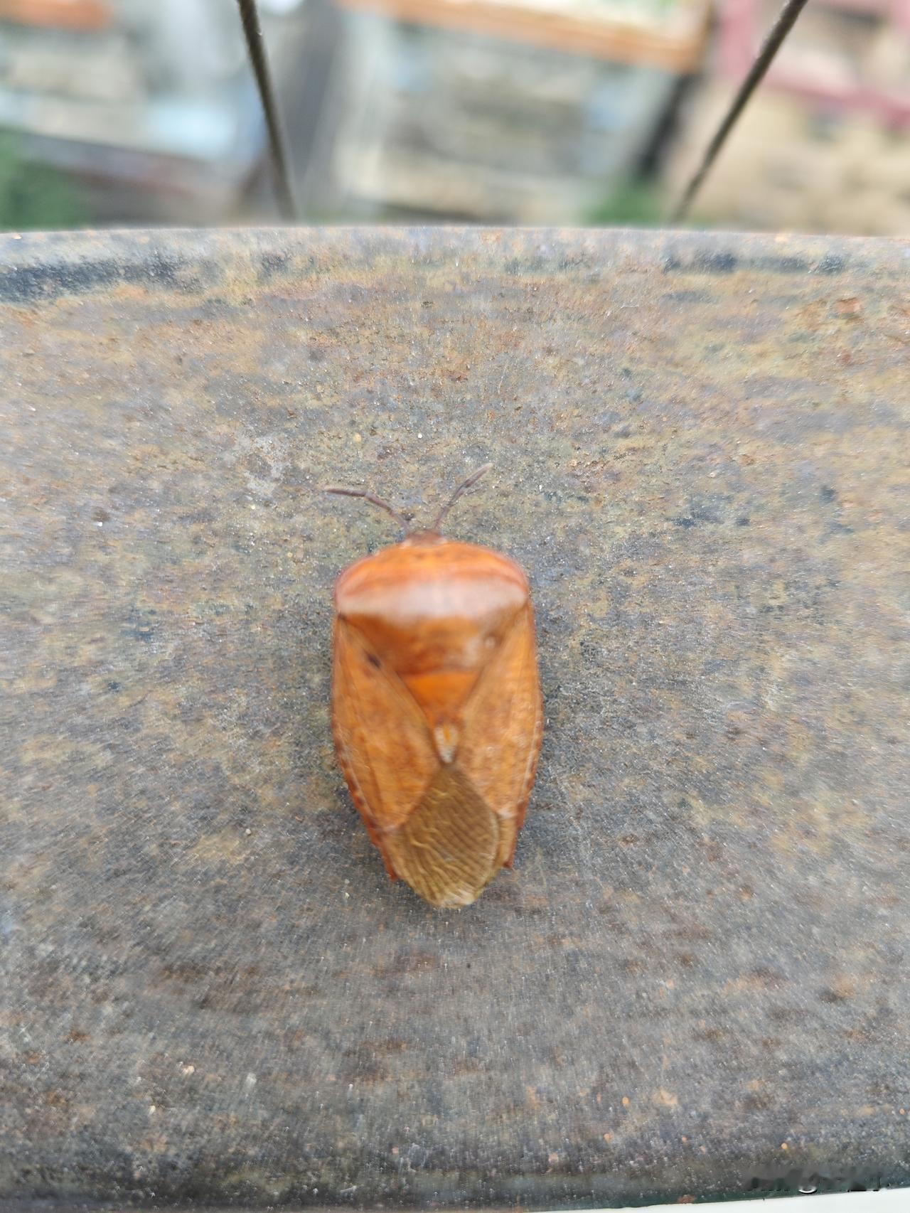 前一段时间台当局派出很多人员在其他国家鼓吹靠实力求和平，结果昨天台当局破防了，实