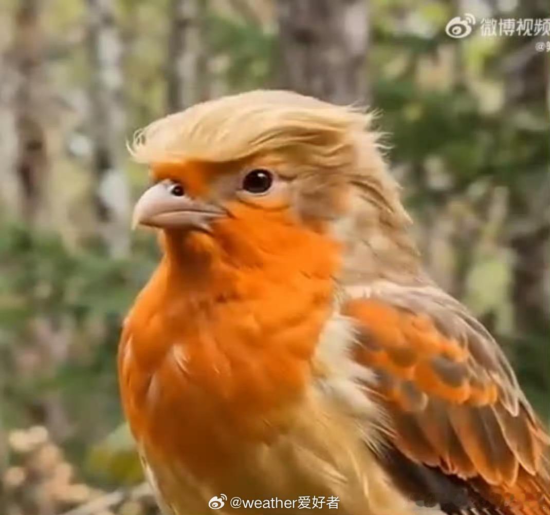 咋这么像特朗普