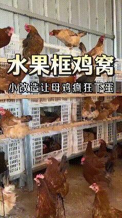 哎呀妈呀老铁！你说这脑子多好使啊
平时用完就扔的废旧水果筐，简单收拾收拾，居然就