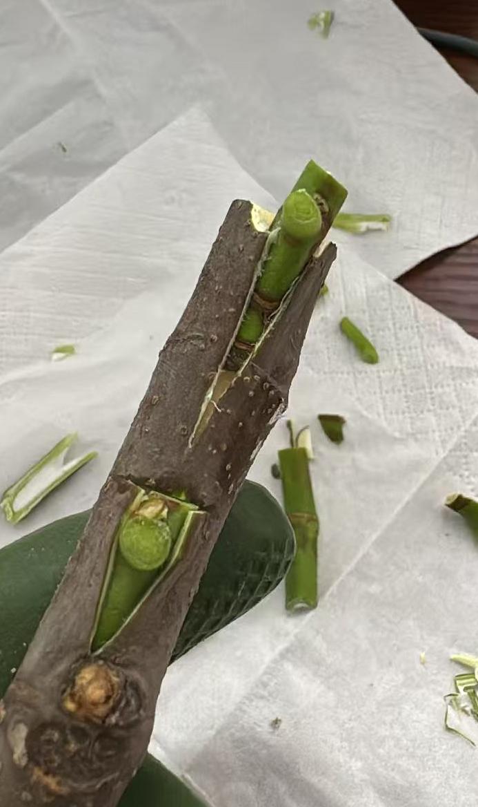 嫁接无花果这手艺，真的绝了！娴熟又精准的手法，简直像变魔术。
无花果嫁接好处多多