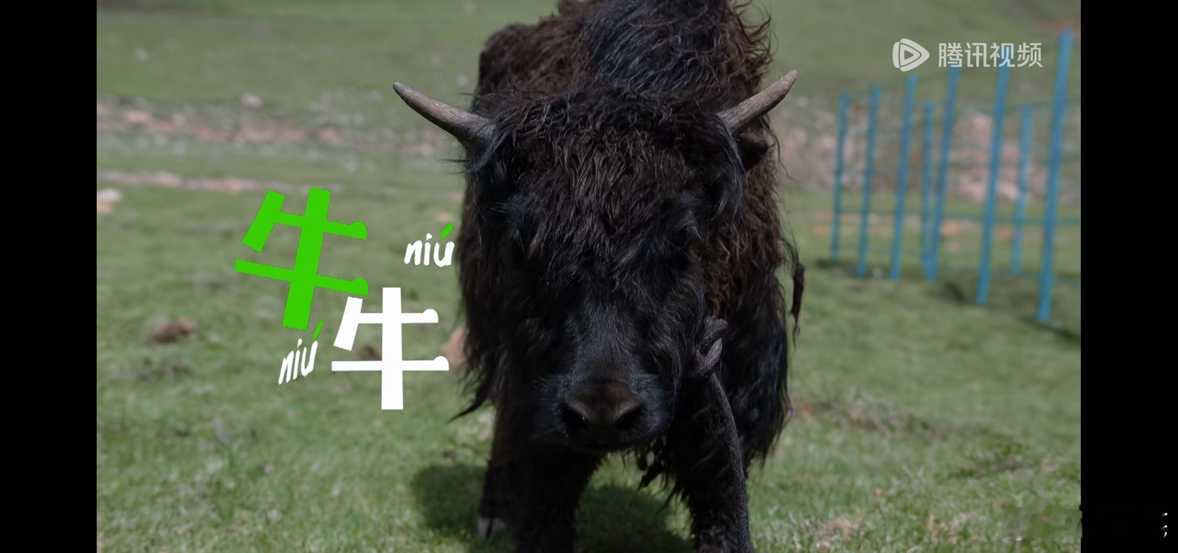 胡歌 腾讯视频VIP可以看奇迹牛牛第三集了，第四集要SVIP。结尾还有花絮彩蛋，