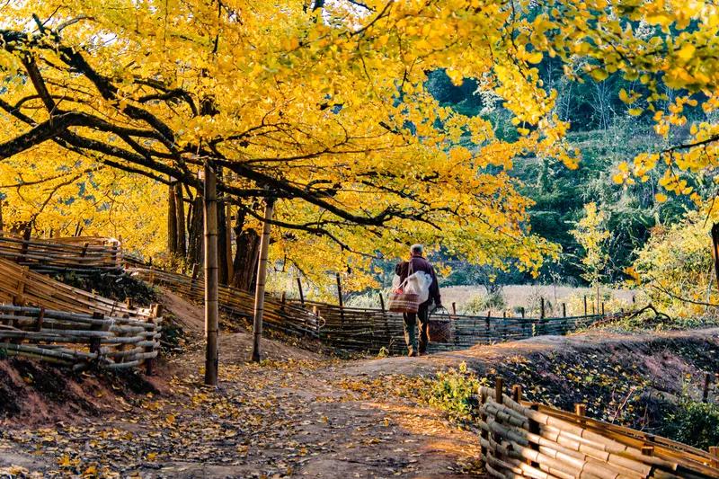 一张图真能证明秋天来了。我手机里有张照片，是一条蜿蜒的小路。路两边的树木都换上了