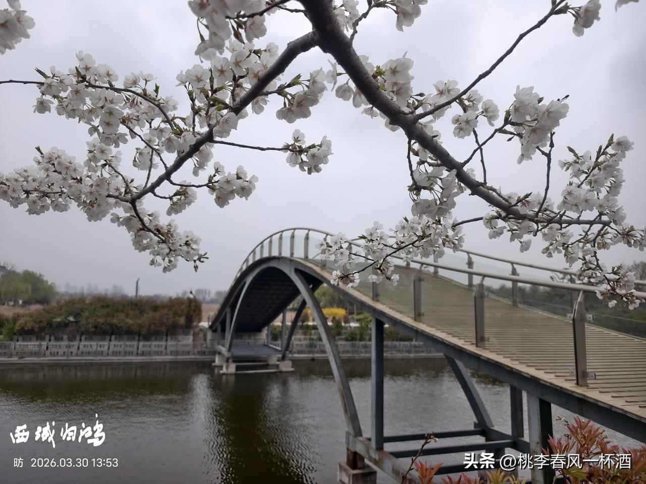 发一张你相册最近拍的花美如一幅水墨画