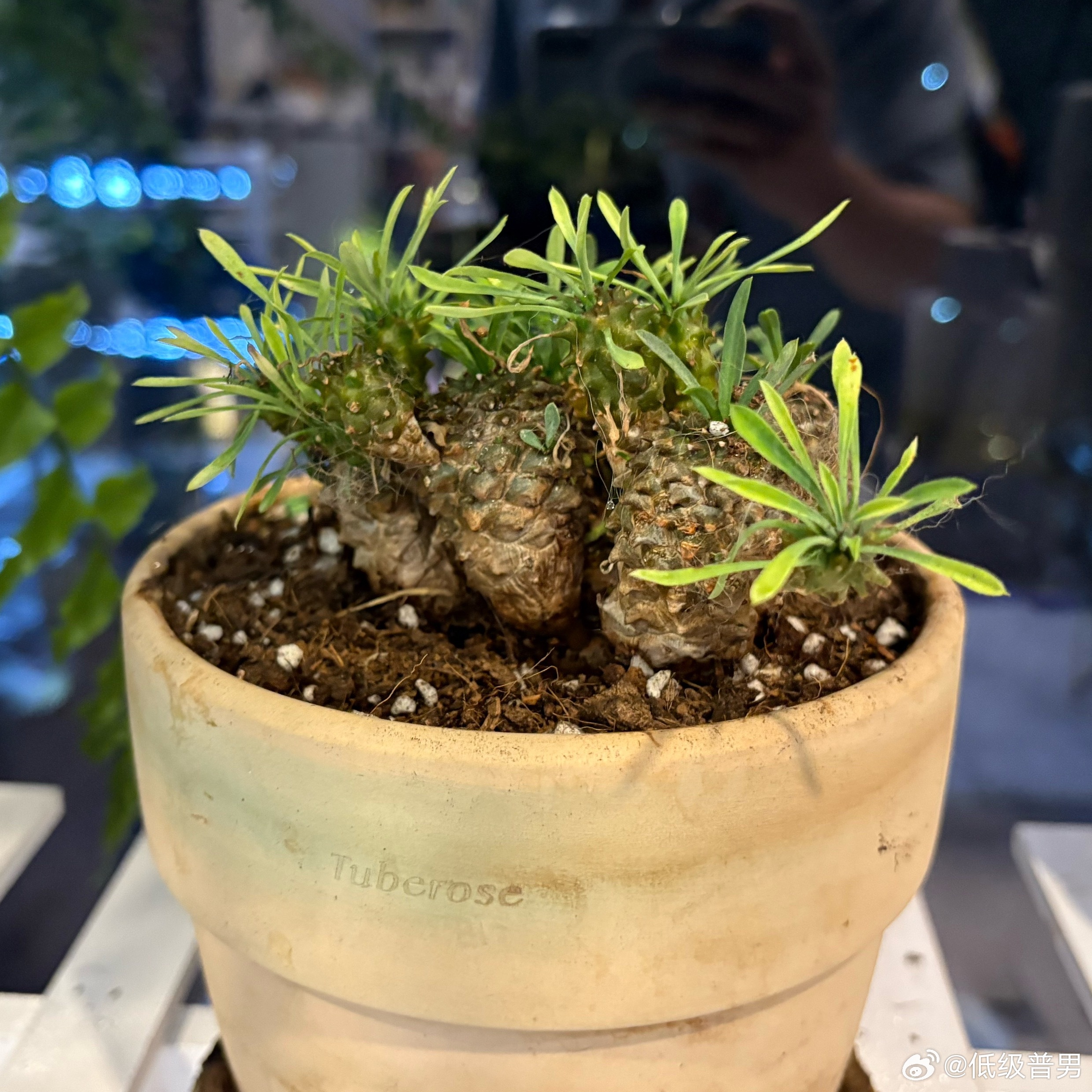 今天啥也没做，在家里给我的小绿植换盆这个金银花我在pdd买的，10块钱，养了两年