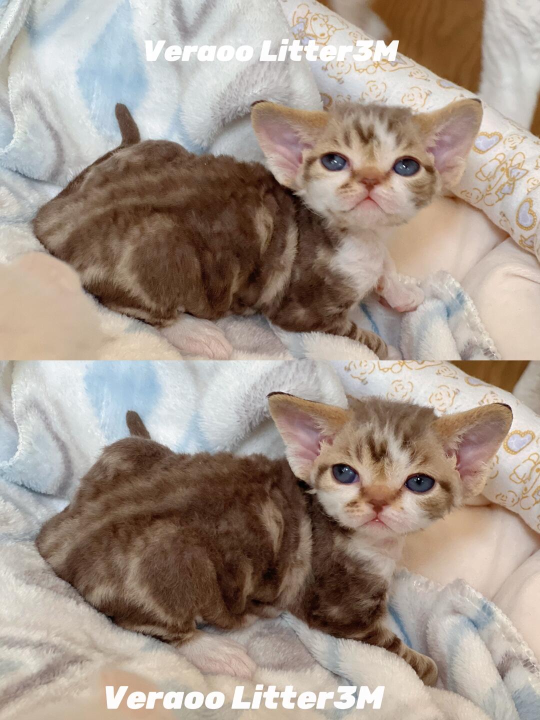 巧克力味的小脑斧｜德文卷毛猫