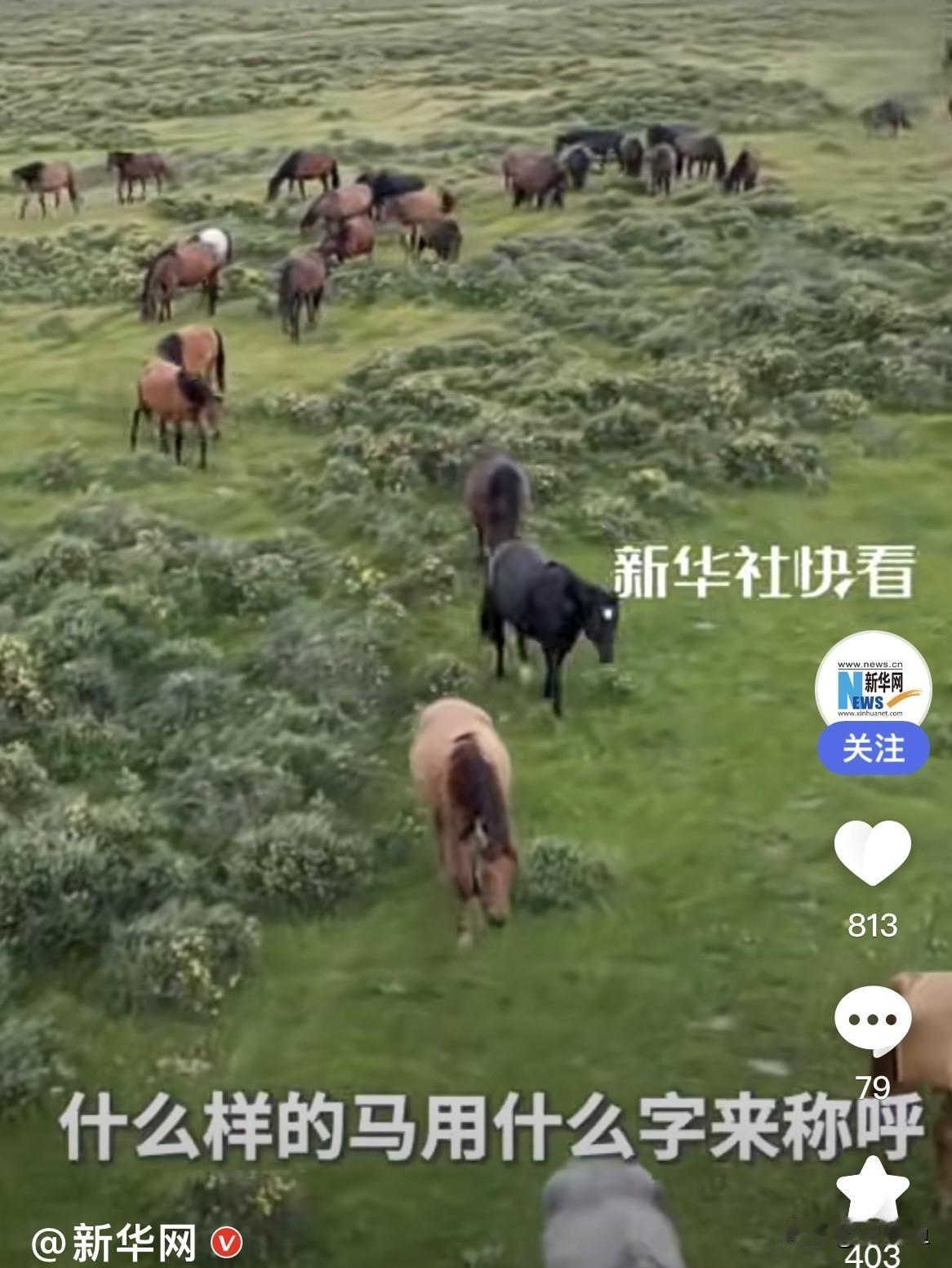 长知识了，原来古人给马起了这么多的名字：
 红色的马叫“红骝（liu）”
偏黄色