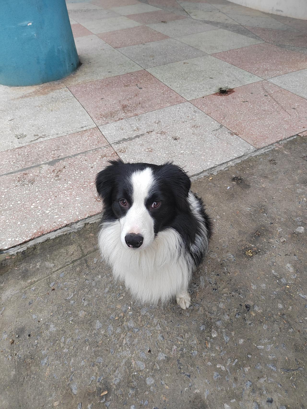 晒出你家宠物的可爱视频啥型号？