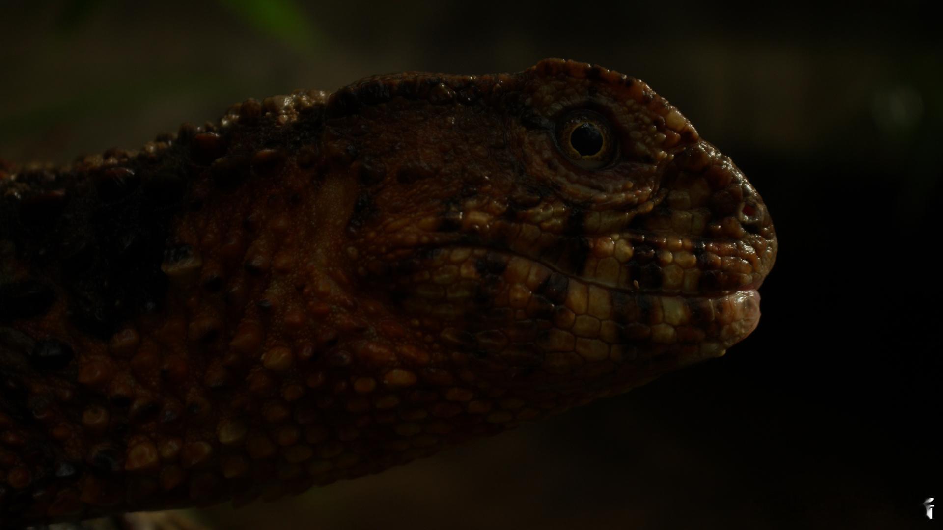 繁华背后的自然暴击！“海上大熊猫” 中华白海豚泛着粉晕，纪录片解锁都市野性，广东