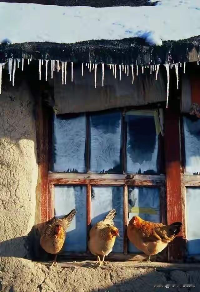 漂泊在外的东北哥们，你有多久没回老家了？是不是想家了？点进来听我说几句原汁原味的