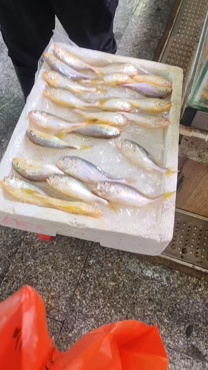 今天吃什么周末儿子做了一道野生黄花鱼咸菜汤，味道确实不错，但这小黄花鱼真有点贵，