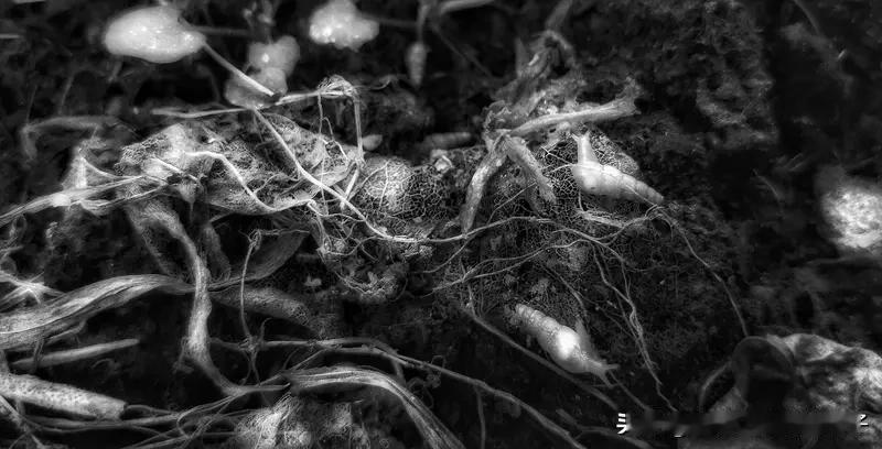 中国人讲落叶归根，那根到底是什么呢？我觉得家乡的山水、族里的老幼就是根。就像根祖