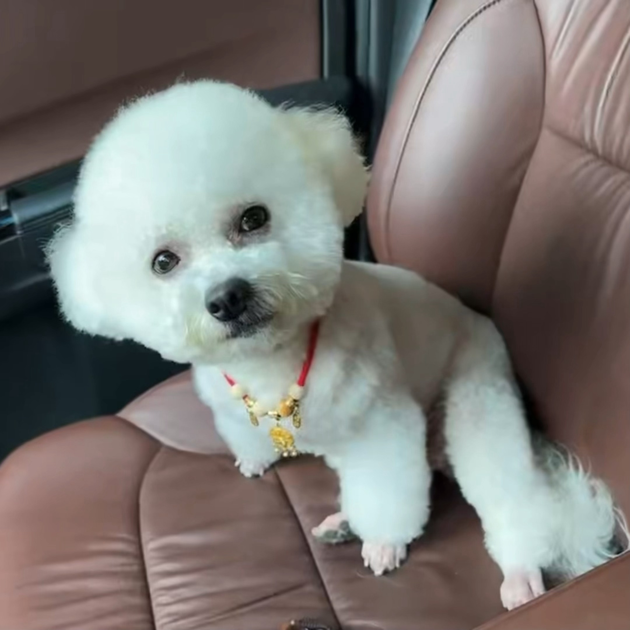 小狗怎么这么喜欢坐车