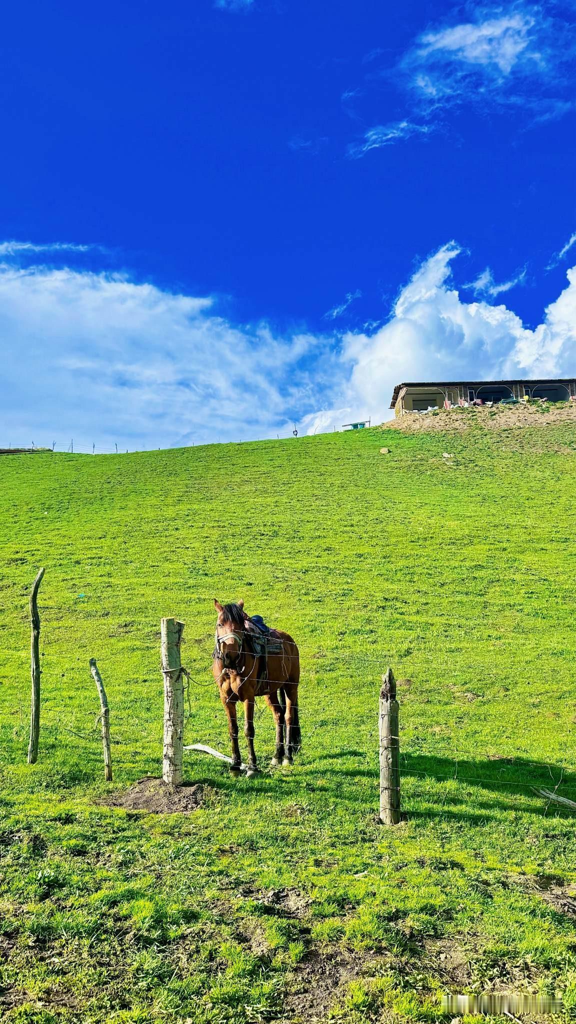 琼库什台｜把烦恼丢进风里，只留草原温柔与自由💫🏞️
           ?