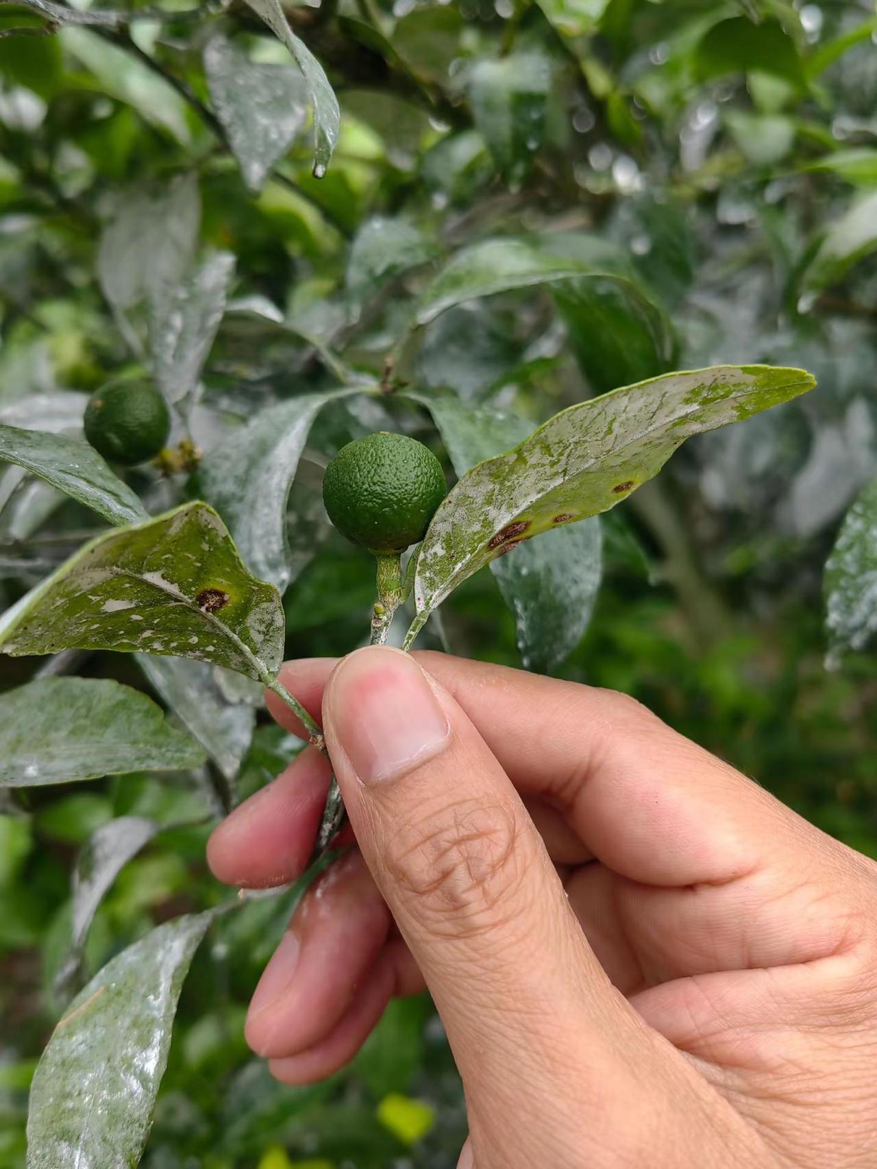 卖完果到现在，就打过一枪药，好像也不是很差，也不是很好，该有的都有，没有的也有，